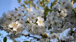 apfelblueten-fruehling-gartenfreunde-heddesheim-1.jpg